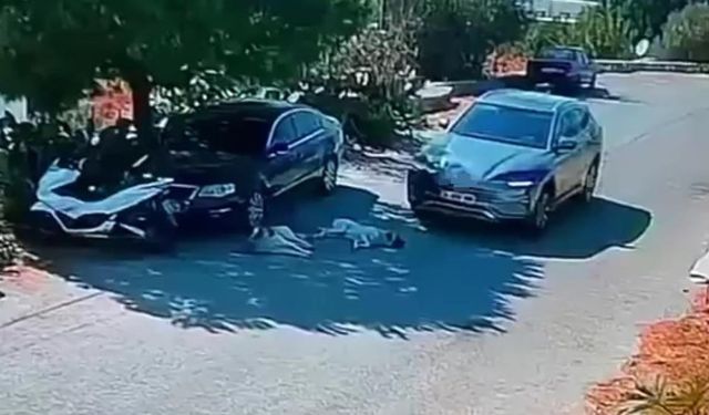 Vicdansızlığın bu kadarı: Uyuya kalan köpekleri ezip geçti, arkasına bile bakmadı!