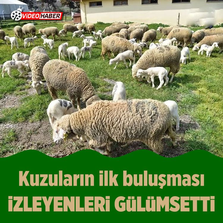 Kuzuların ilk buluşması izleyenleri gülümsetti