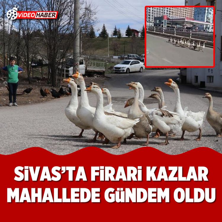 Sivas’ta firari kazlar mahallede gündem oldu