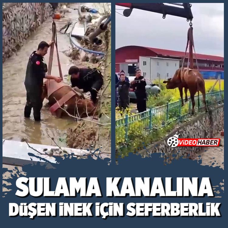 Sulama kanalına düşen inek için seferberlik