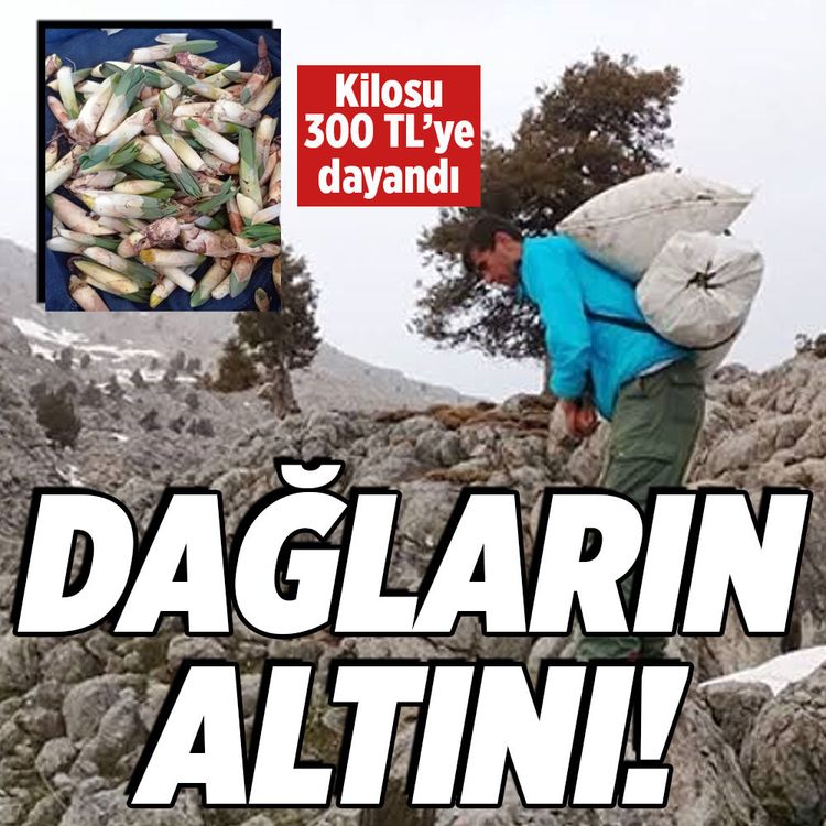 Kahramanmaraş'ta dağların altını! Çiriş otu kilosu 300 TL’ye dayandı