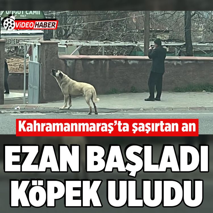 Kahramanmaraş'ta ezanla birlikte uluyan köpek dikkat çekti
