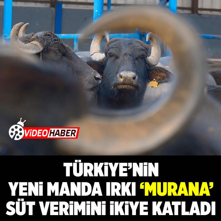 Türkiye'nin yeni manda ırkı 'Murana' süt verimini ikiye katladı