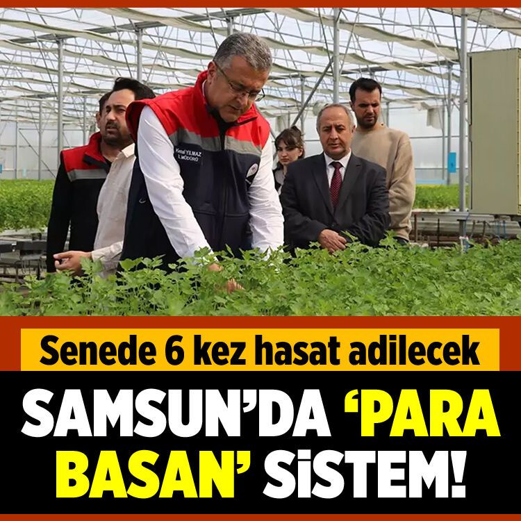 Senede 6 kez hasat edilecek! Samsun'da 'para basan' sistem!