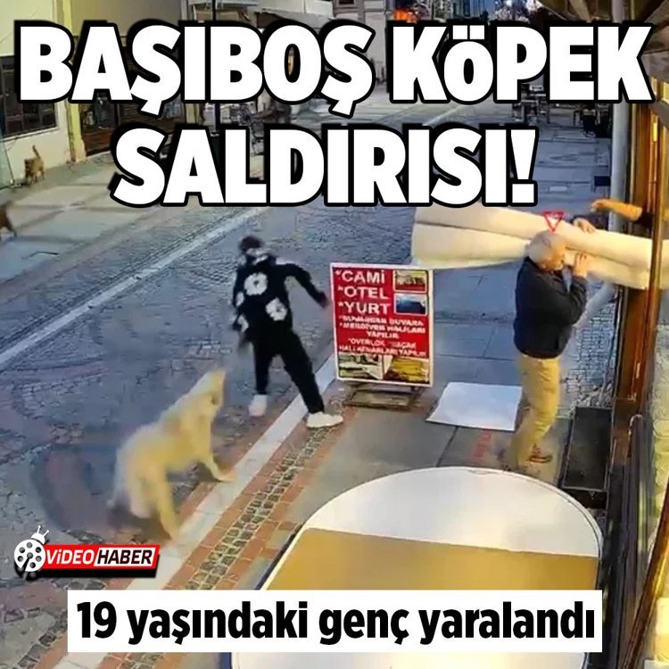 Edirne’de Edirne’de başıboş köpek saldırısı: 19 yaşındaki genç yaralandı