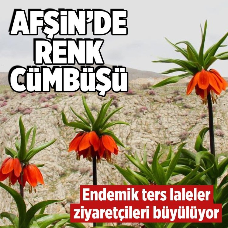 Kahramanmaraş'ta ters laleler açtı! Koparana 700 bin TL ceza