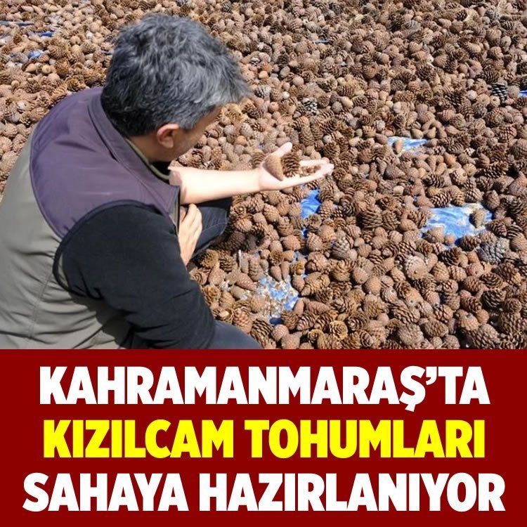 Kahramanmaraş’ta kızılçam tohumları sahaya hazırlanıyor