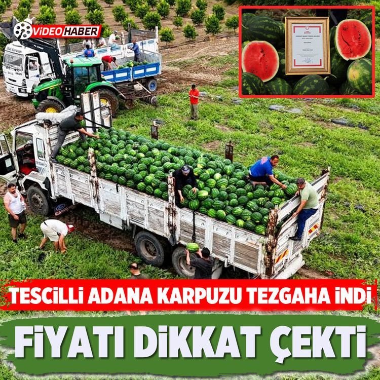 Tescilli Adana Karpuzu tezgaha indi: Fiyatı dikkat çekti