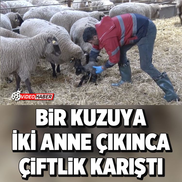 Bir kuzuya iki Anne çıkınca çiftlik karıştı