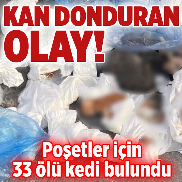 İzmir’de çöp konteynerinde poşetler içinde 33 ölü kedi bulundu