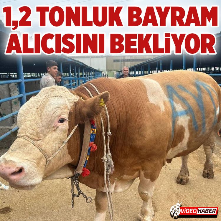 Bursa’da kurbanlık şampiyonu görücüye çıktı: Tam 1,2 ton