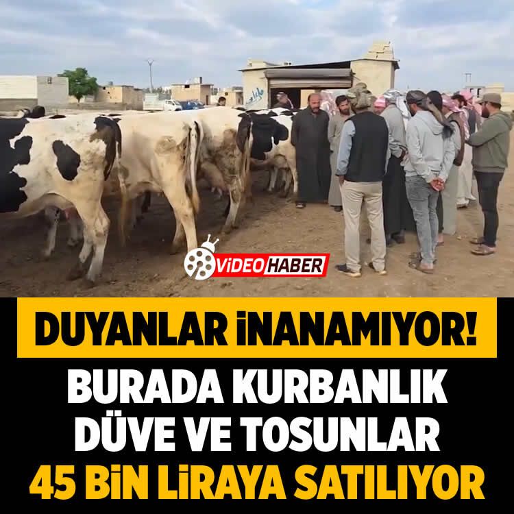 Fiyatını duyanlar şaşkın! Burada kurbanlık düve ve tosunlar 45 bin TL'ye satılıyor
