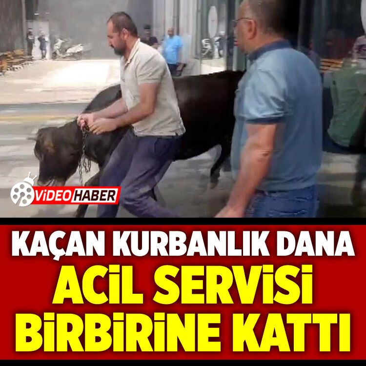 Kaçan kurbanlık dana acil servisi birbirine kattı!