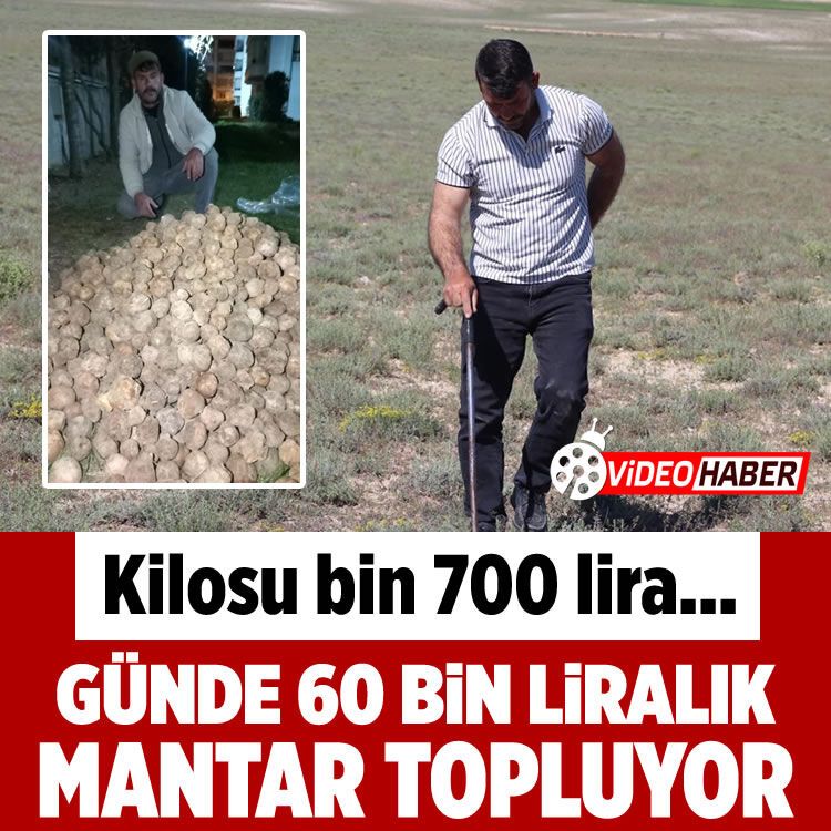 Kilosu 1700 lira... Günde 60 bin liralık mantar topluyor