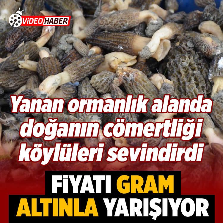 Yanan ormanlık alanda doğanın cömertliği köylüleri sevindirdi: Fiyatı gram altında yarışıyor