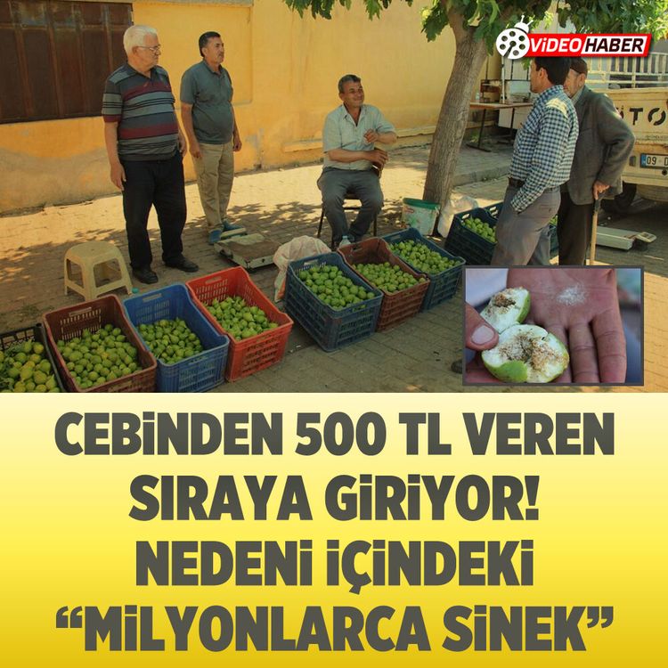 Cebinden 500 TL veren sıraya giriyor! Nedeni içindeki "Milyonlarca sinek"