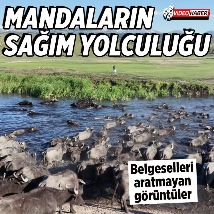 Kayseri’de safariyi andıran görüntüler: Mandalar sazlıkta ilerledi