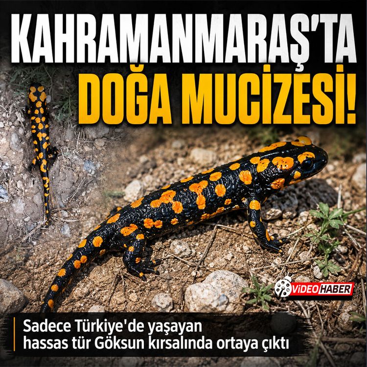 Nesli tükenmekte olan o canlı Göksun'da görüntülendi!