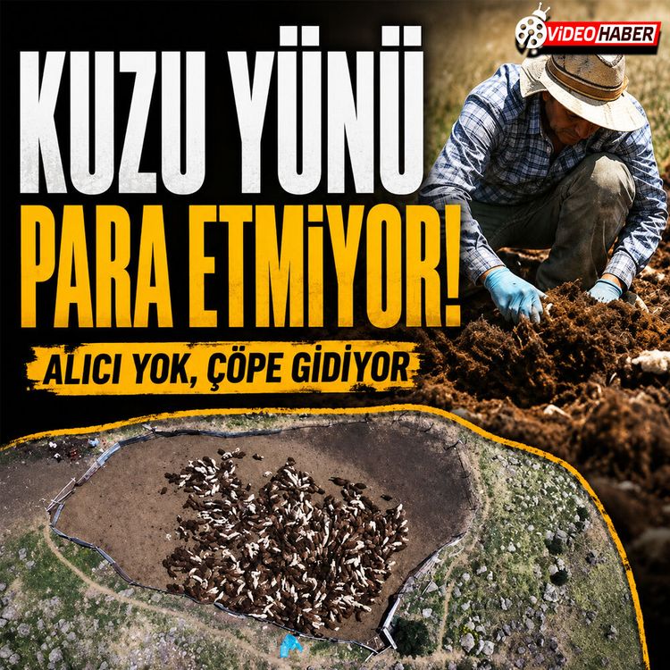 Erzurum yaylalarında altın değerindeki yünler imha ediliyor