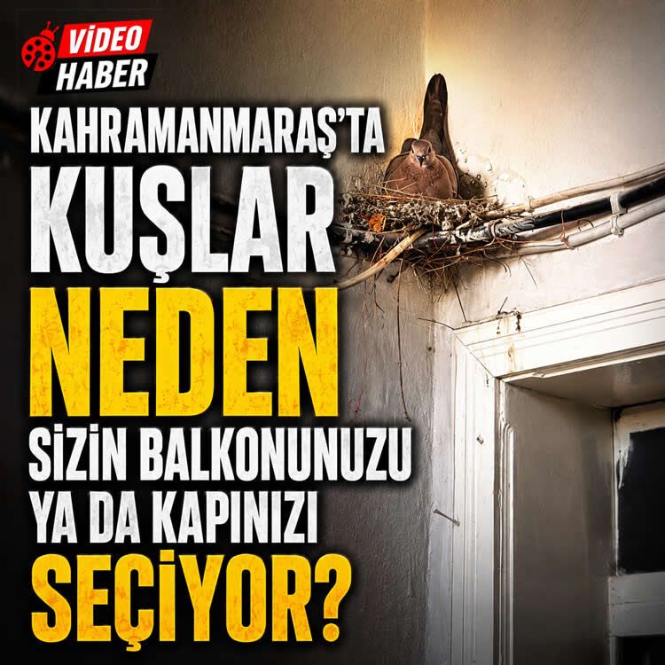 Kahramanmaraş’ta kuşlar neden sizin balkonunuzu ya da kapınızı seçiyor?