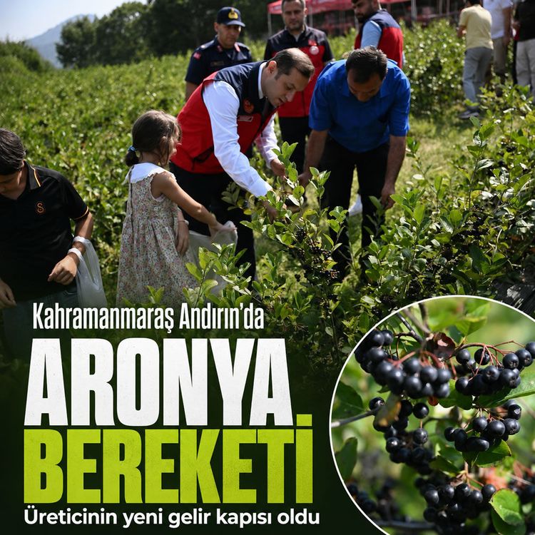 Kahramanmaraş Andırın’da Aronya bereketi: Üreticinin yeni gelir kapısı oldu