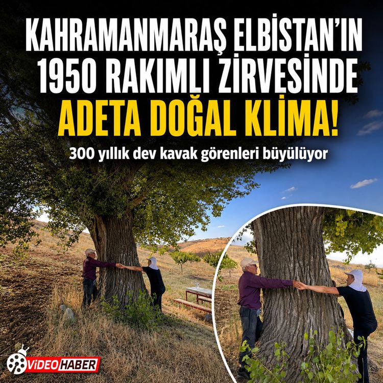 Kahramanmaraş Elbistan'da 300 yıllık dev kavak ağacı görenleri hayrete düşürüyor