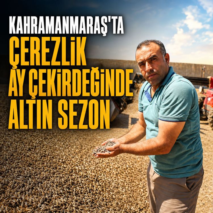 Kahramanmaraş'ta çerezlik ay çekirdeğinde altın sezon
