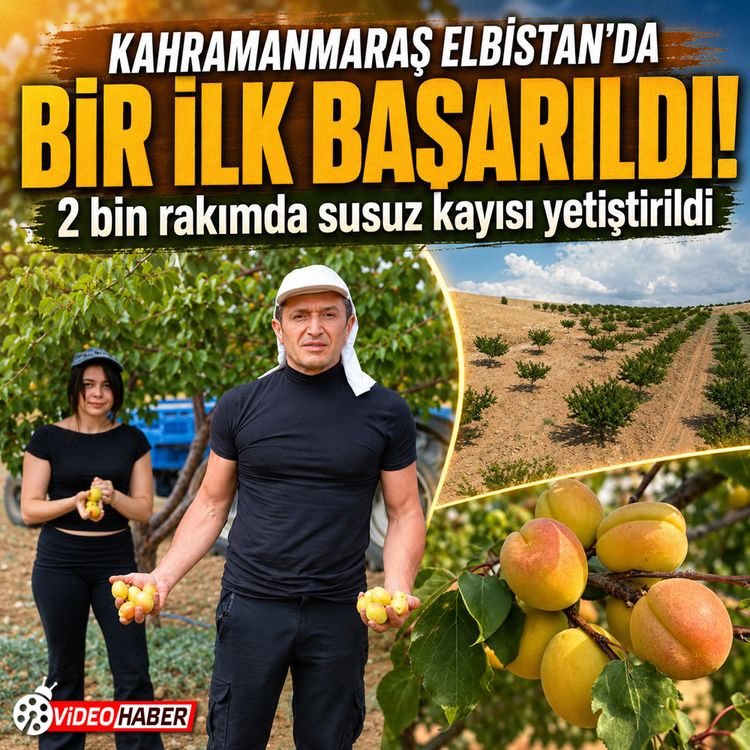 Kahramanmaraş’ta susuz tarımla kayısı mucizesi: Dünya ikincisi oldu