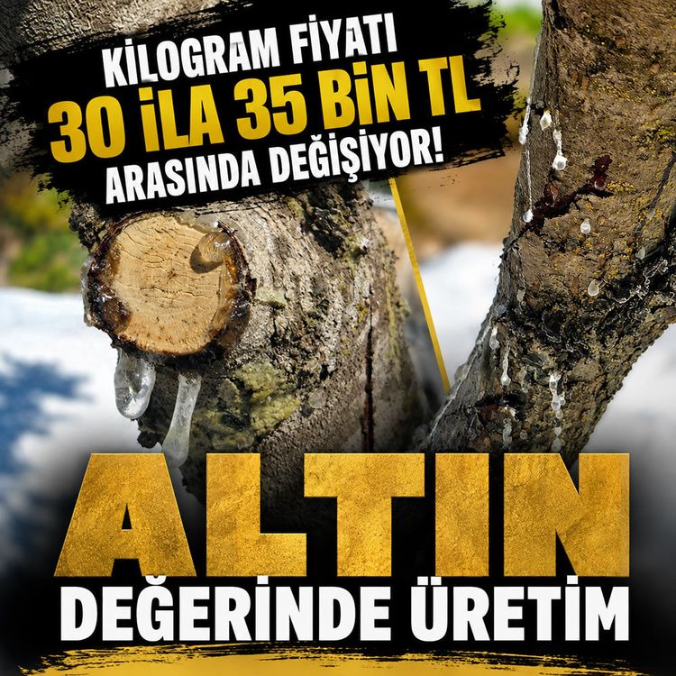 Muğla'da 11 yıllık emeğin karşılığı alındı: Kilogramı 35 bin TL'den alıcı buluyor