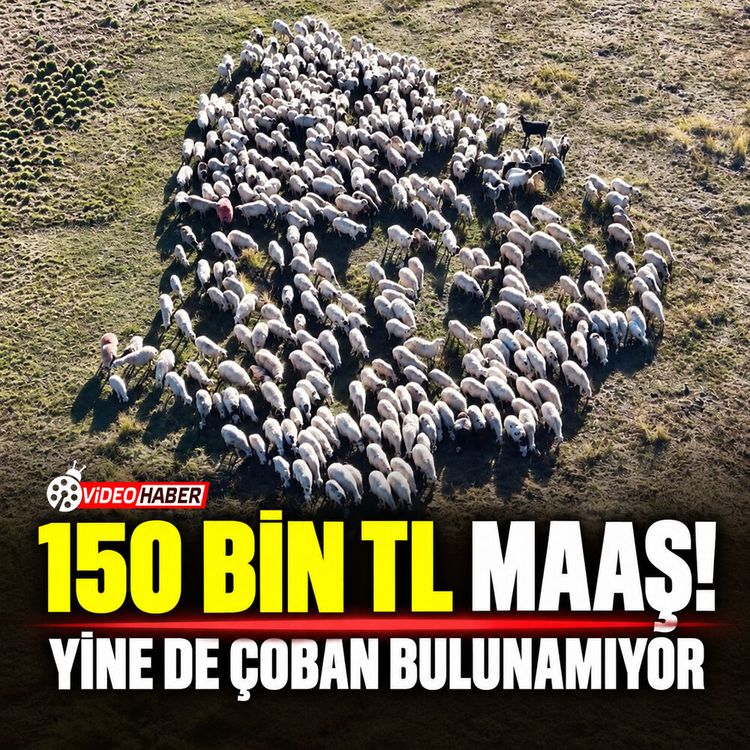 150 Bin TL maaş, yeme-içme ve barınma bedava: Tunceli'de üretici çoban bulamıyor