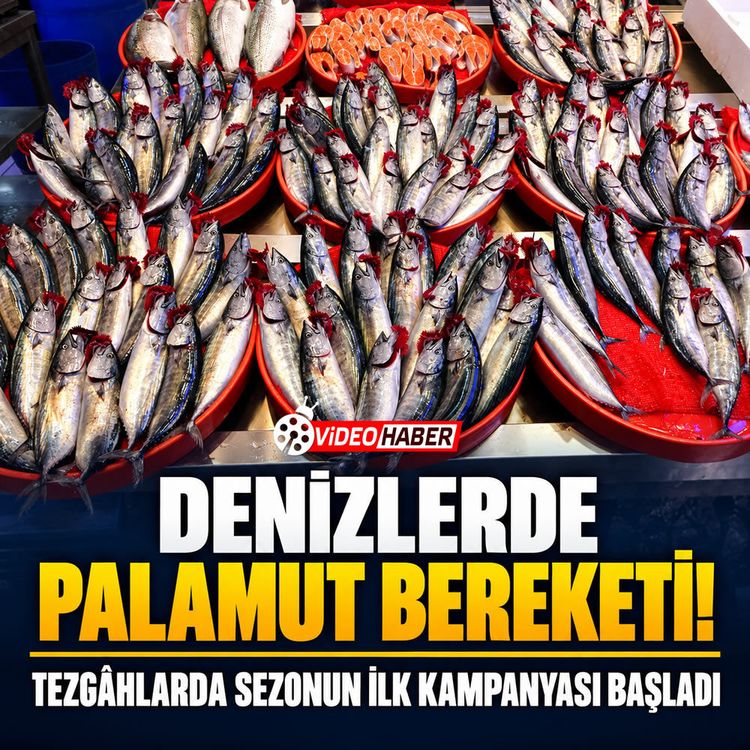 Denizlerde palamut bereketi: Tezgahlarda sezonun ilk kampanyası başladı!