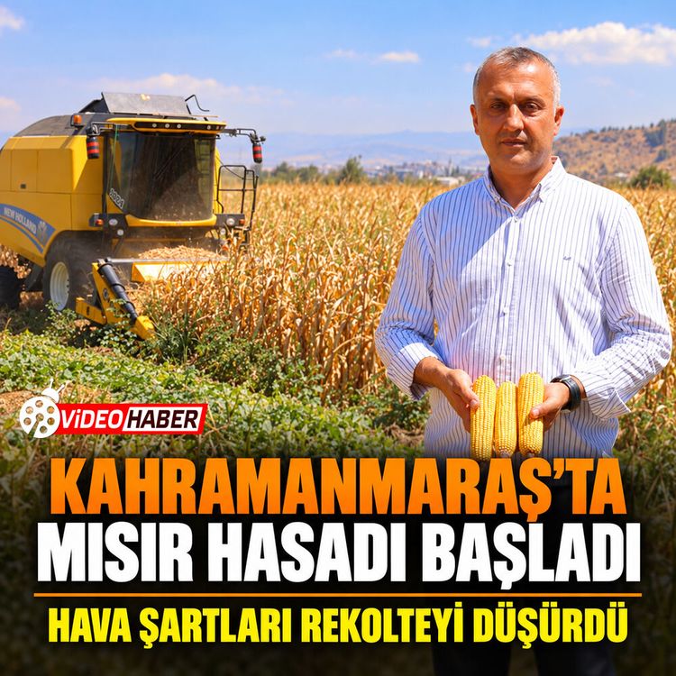 Hava şartları rekolteyi düşürdü: Kahramanmaraş'ta mısır hasadı başladı