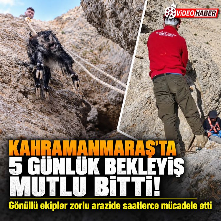 Kahramanmaraş’ta 5 gündür mahsur kalan keçiler kurtarıldı