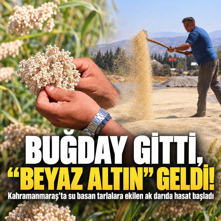 Kahramanmaraş’ta “beyaz altın” hasadı başladı