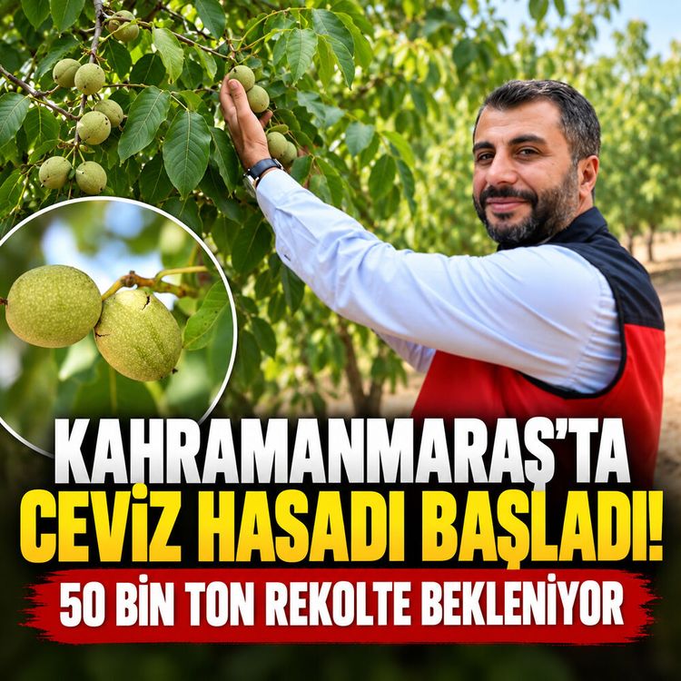 Kahramanmaraş’ta ceviz hasadı başladı