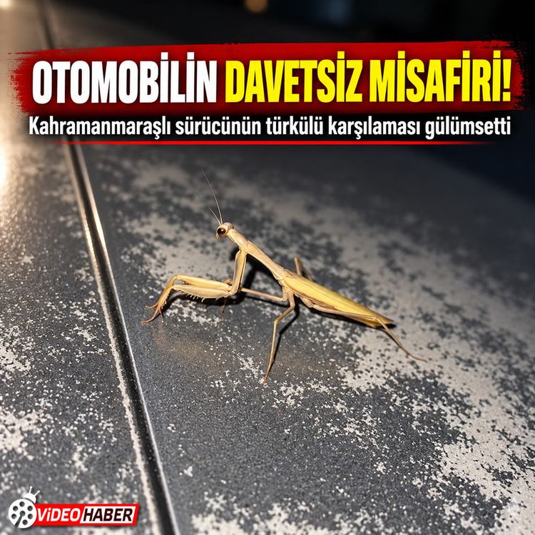 Kahramanmaraş’ta otomobilin kaputuna konan misafir gülümsetti