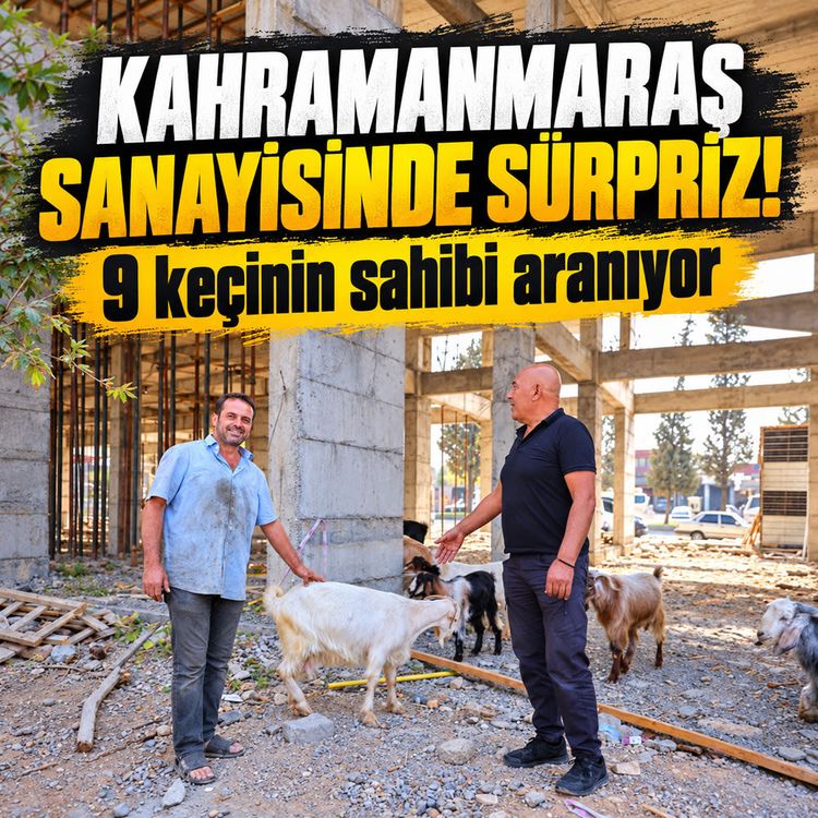 Kahramanmaraş’ta sanayi sitesinde 9 keçi bulundu