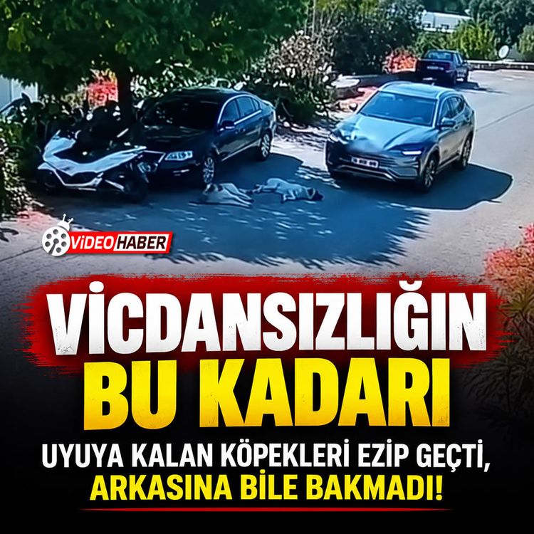 Vicdansızlığın bu kadarı: Uyuya kalan köpekleri ezip geçti, arkasına bile bakmadı!