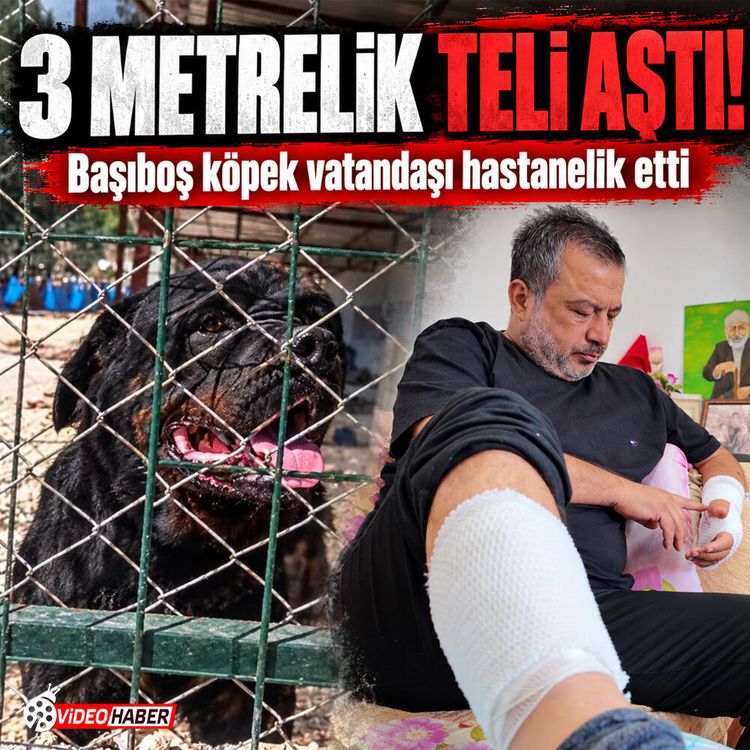 3 Metrelik teli aştı! Başıboş köpek vatandaşı hastanelik etti