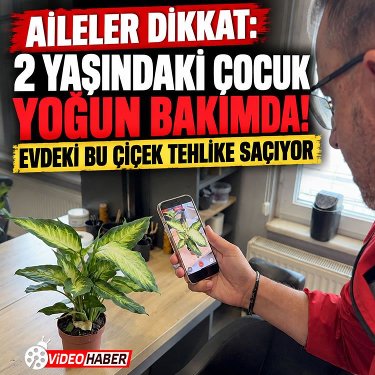 Aileler dikkat: 2 yaşındaki çocuk yoğun bakımda! Evdeki bu çiçek tehlike saçıyor