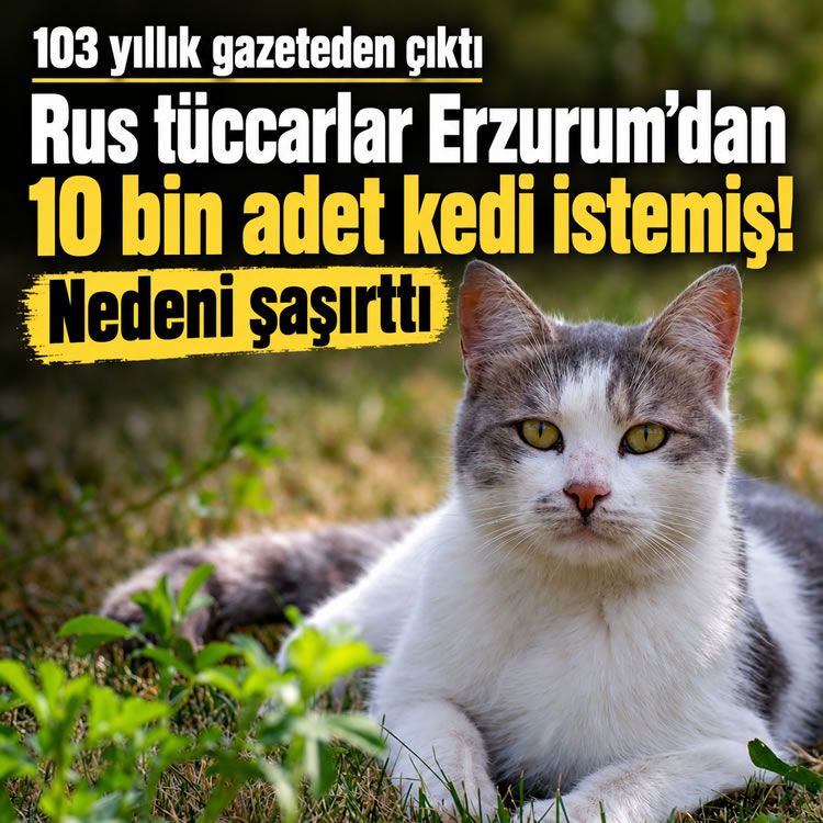 Rus tüccarlar Erzurum'dan 10 bin addet kedi istemiş! Nedeni şaşırttı! 103 yıllık gazeteden çıktı