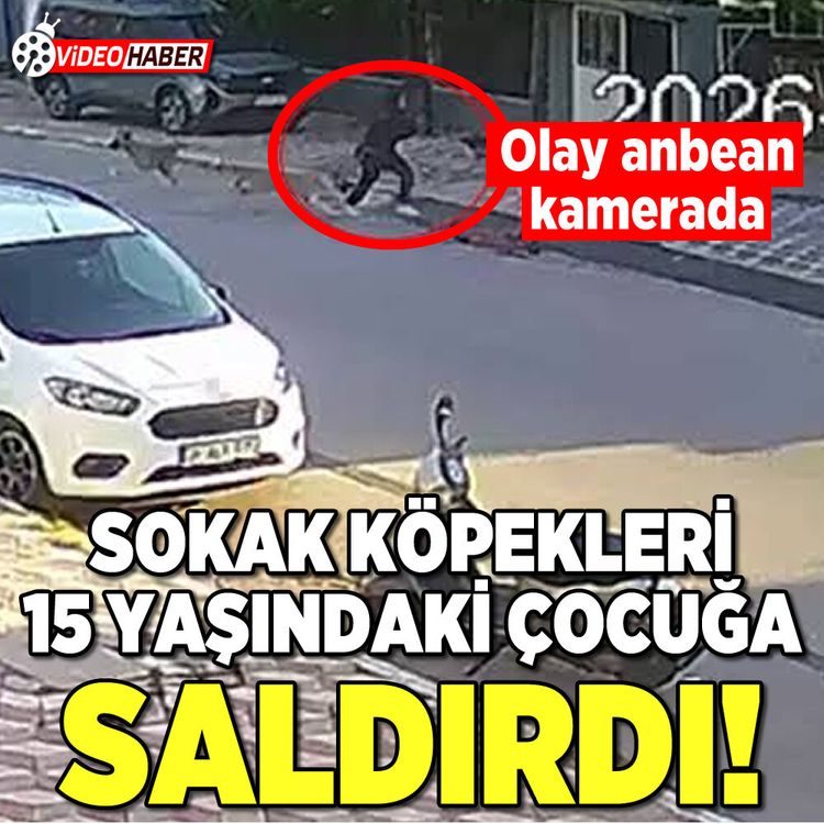 Hatay’da sokak köpekleri 15 yaşındaki öğrenciye saldırdı