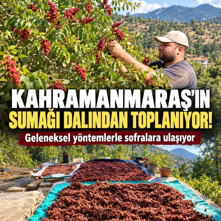 Kahramanmaraş Andırın’da sumak hasadı başladı