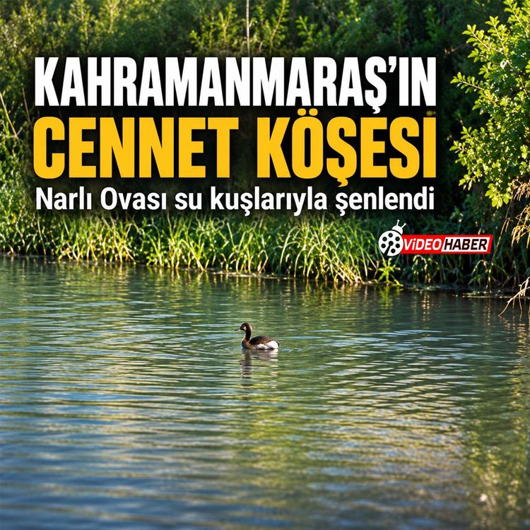 Kahramanmaraş’ın cennet köşesi: Narlı ovası su kuşlarıyla şenlendi