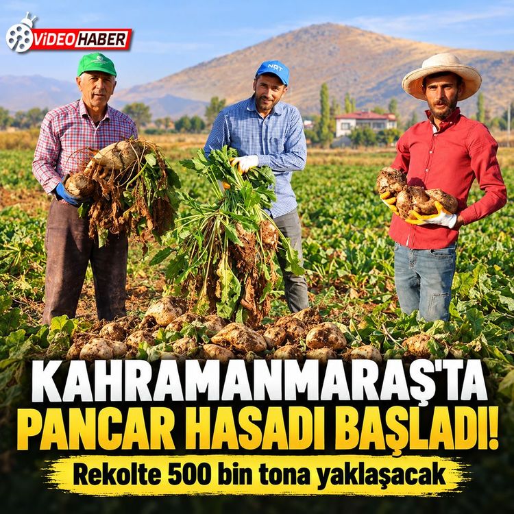 Kahramanmaraş’ta şeker pancarı hasadı başladı