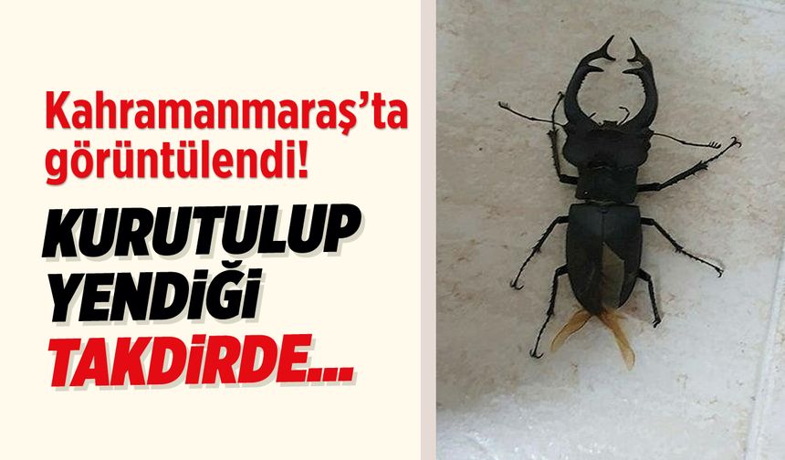 Nadir görülen geyik böceği Kahramanmaraş'ta ortaya çıktı!