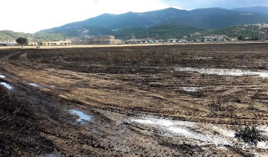 Kahramanmaraş'ta 200 dekarlık başaklı buğday tarlası kül oldu!