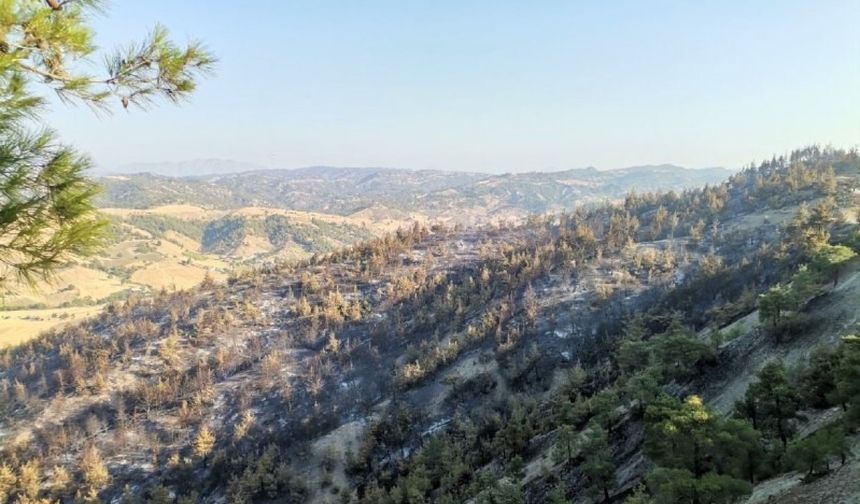 Kahramanmaraş'ta yemyeşil orman küle döndü: 50 hektar alan zarar gördü