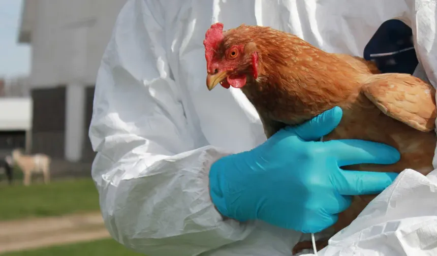Kuş gribi yeniden ortaya çıktı: Binlerce tavuk itlaf edilecek!