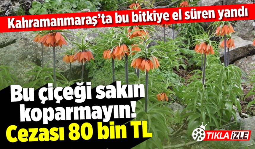 Kahramanmaraş'ta çiçek açan ters lalelere el süren yandı!